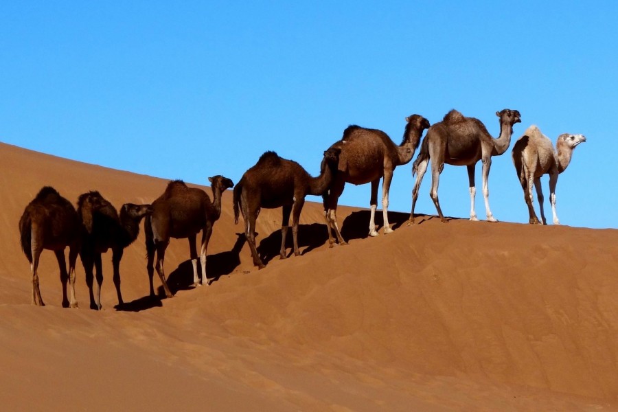 Les dunes de  l’erg Chebbi depuis Marrakech